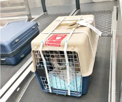玉溪宠物托运 宠物托运公司 机场宠物托运 宠物空运